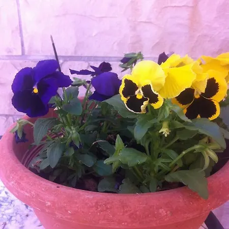 Apartamento Old Town *